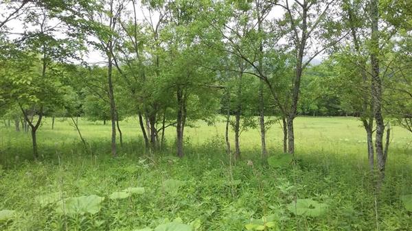 雑草が茂り、耕作された様子がない農地＝今年６月、北海道平取（びらとり）町