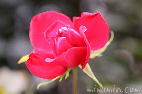 赤いバラ 花言葉 に対する画像結果